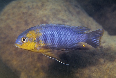 Tropheops sp. 'lilac' Chidunga Rocks